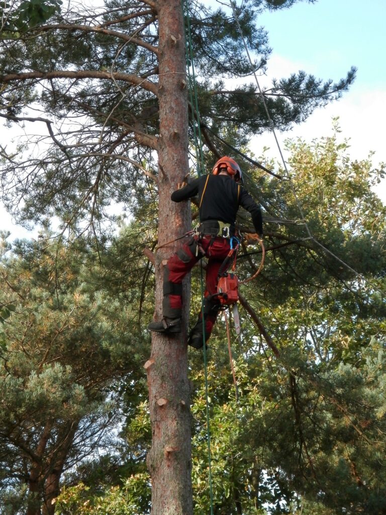 Baumschutz Neumünster